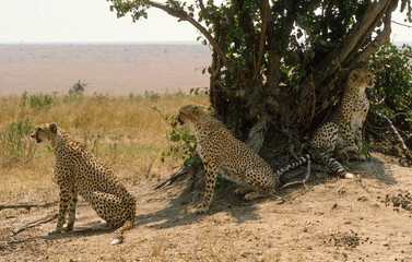 Guépard, cheetah, Acinonyx jubatus, Parc national de Masai Mara, Kenya
