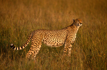 Guépard, cheetah, Acinonyx jubatus, Parc national de Masai Mara, Kenya