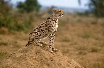 Guépard, cheetah, Acinonyx jubatus, Parc national de Masai Mara, Kenya