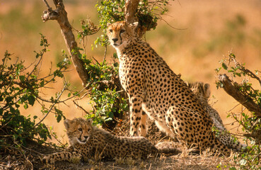 Guépard, cheetah, Acinonyx jubatus, Parc national de Masai Mara, Kenya