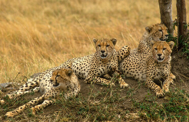 Guépard, cheetah, Acinonyx jubatus, Parc national de Masai Mara, Kenya