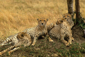 Guépard, cheetah, Acinonyx jubatus, Parc national de Masai Mara, Kenya