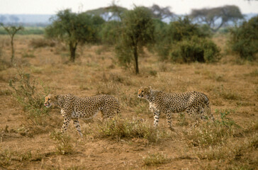 Guépard, cheetah, Acinonyx jubatus, Parc national de Masai Mara, Kenya