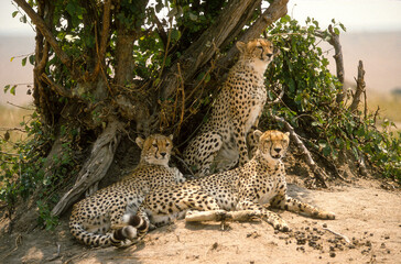 Guépard, cheetah, Acinonyx jubatus, Parc national de Masai Mara, Kenya