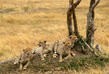Guépard, cheetah, Acinonyx jubatus, Parc national de Masai Mara, Kenya