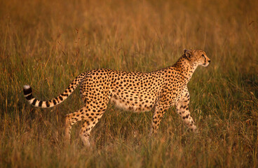 Guépard, cheetah, Acinonyx jubatus, Parc national de Masai Mara, Kenya