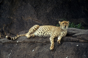 Guépard, cheetah, Acinonyx jubatus, Parc national du Serengeti, Tanzanie