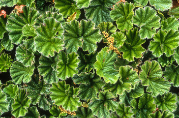 Gunnère de Magellan, Gunnera magellanica, Iles Falkland, Iles Malouines