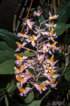 Orchidée, Dendrobium