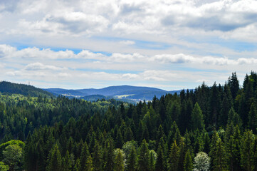 forest in germany vogtland with mountains in back