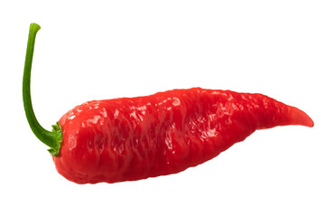 Bih Jolokia pepper isolated. Extremely hot chile. Capsicum chinense x c. frutescens hybrid