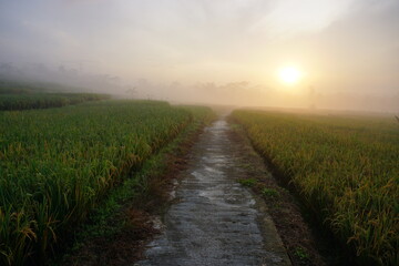 Fototapeta na wymiar Sunrise of Rural terraced paddy field scenery with fogs. Perfect for natural background or wallpaper. 