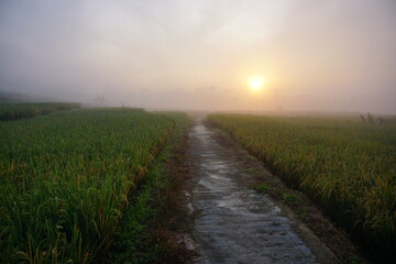 Sunrise of Rural terraced paddy field scenery with fogs.  Perfect for natural background or wallpaper. 