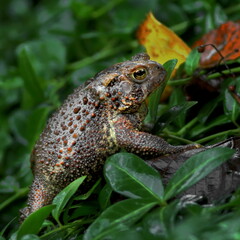 Toad