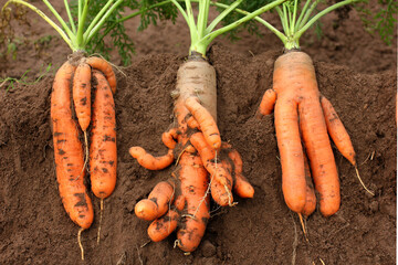 abnormal deviations in carrots lying on the ground	