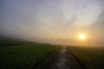 Fototapeta na wymiar Sunrise of Rural terraced paddy field scenery with fogs. Perfect for natural background or wallpaper. 