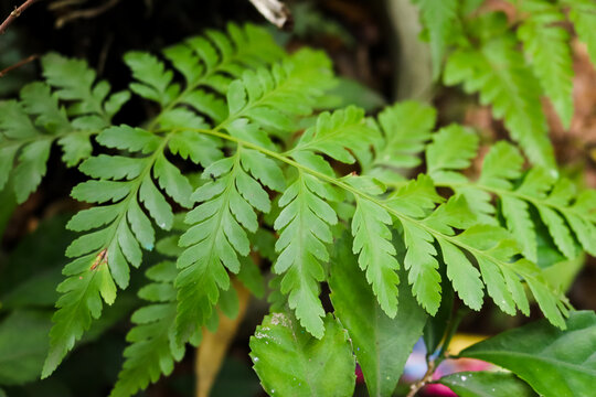 Phylum Pterophyta Ferns in a forest. Selective focus.