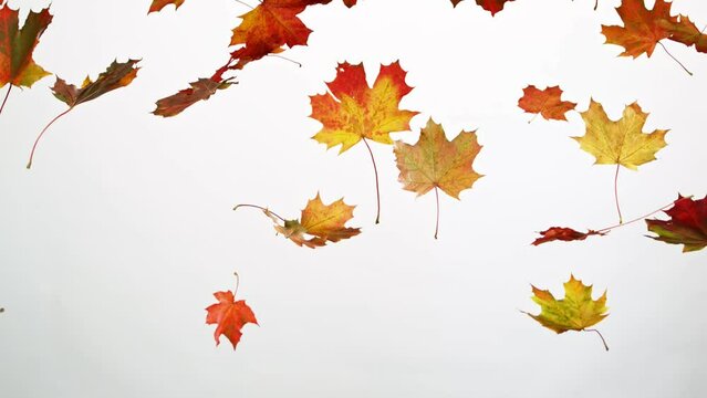 Super slow motion of falling autumn maple leaves on white background. Filmed on high speed cinema camera, 1000 fps.