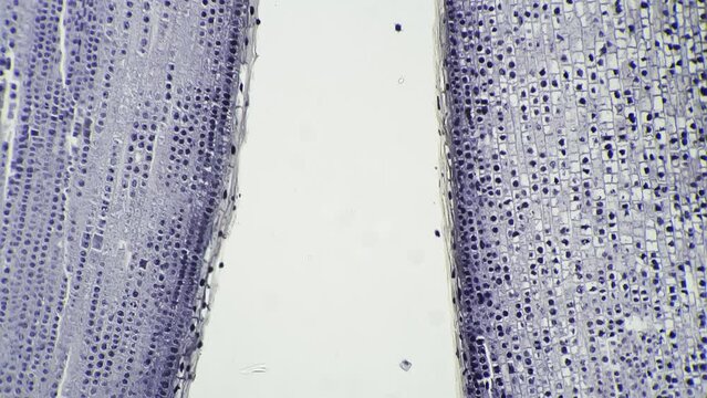 Root tip of Allium cepa in longitudinal section magnified by microscope 100x on bright field. Macro footage of piece of onion under lab equipment for learning it. Plant mitosis and cell division