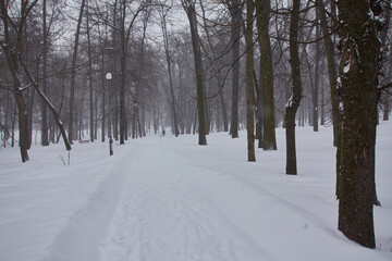 Winter, forest, snow. Snow-covered pine forest, trees in the snow, a beautiful winter landscape.