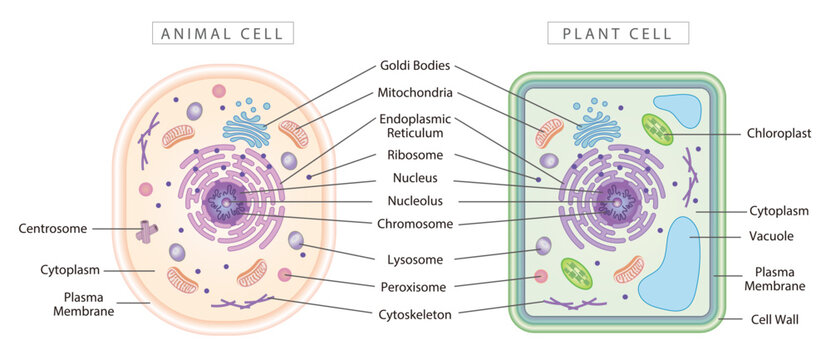 Comparison of animal and plant cells, simple diagram best for educational materials, marketing materials. Mild colors.
