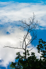 green trees and a cloudy blue sky