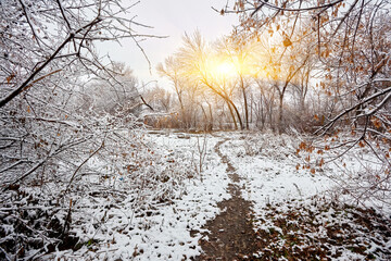 Snowy winter forest with tall pines and beautiful snowy coniferous trees.