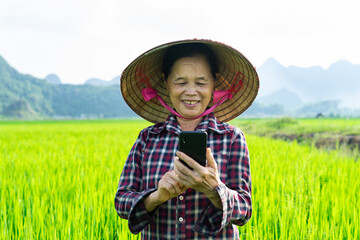 Farmer woman in the rice field