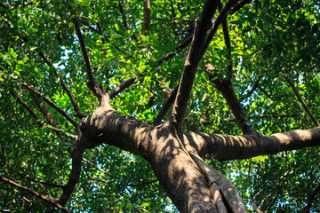 View under tree trunk and branch