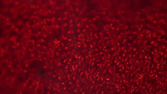 Macro static footage of red alga porphyra under microscope 400x on bright field background. Sample with sea weed magnified for studying it on biology lessons. Research of marine life. Herb in nature