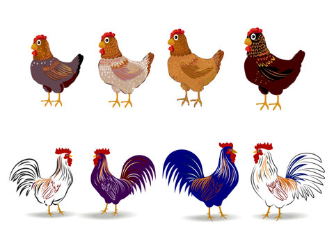 Set of chicken, rooster, hen icon character poultry farm animal vector illustration.