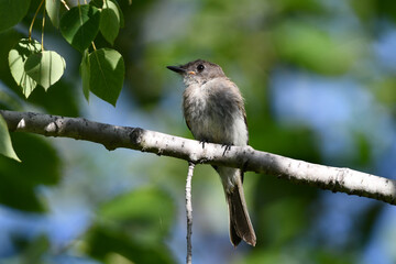 Eastern Wood Peewee bird perched on a branch in the forest