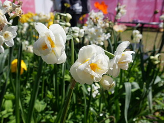 Fototapeta premium Comminwinwealth Park, Floride Flower Show, Canberra, Australia. - 20/9/2022 : Beautiful colorful flowers blooming in springtime.