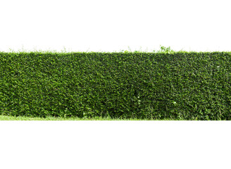 Green tree wall fence with concrete floor isolated on white background for park or garden decorative.