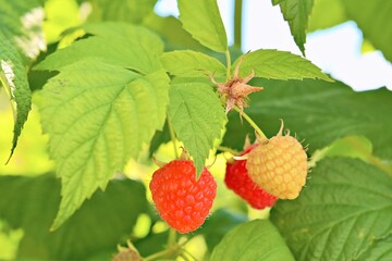 Ripe and unripe fruits on the branches of a raspberry bush