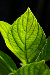 Green leaves of Hortensia (Hydrangea), a popular summer garden flower. Translucent leaf backlit by bright sunlight in a garden park in Capri. Macro close up with veins, stem and organic structures.