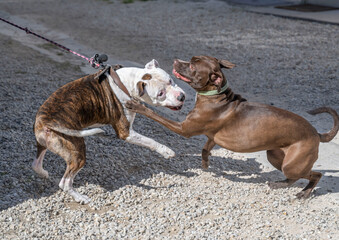 attaque d'un chien type staff attaché sur un autre chien en liberté