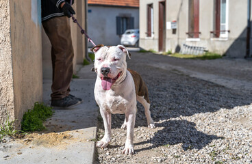 chien de type molosse staff très musclé en laisse