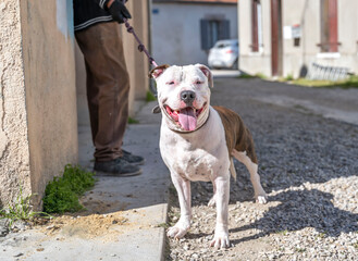 Chien de type Staffordshire Bull Terrier blanc et bringé tenu en laisse 