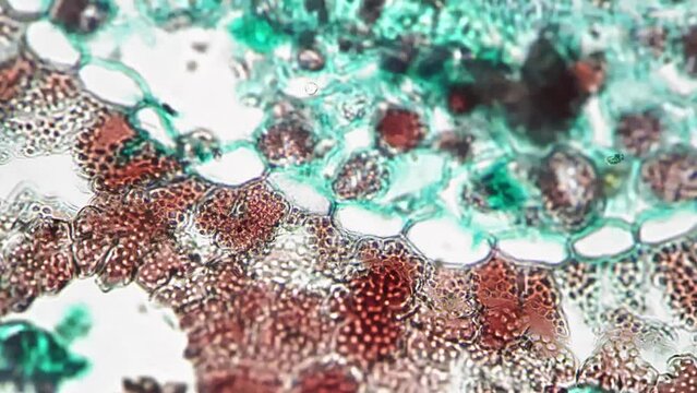 Pinus leaf in cross cut filmed under microscope with 400x times magnification against bright field. Conifer needle in transversal section for education at university. Learning the flora structure