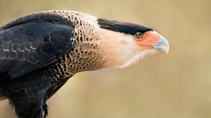 Crested Caracara looking intensely into the distance