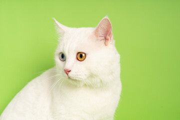 Fototapeta na wymiar white cat image with two eye colors isolated on blue background