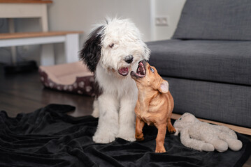 Funny puppies playing together at home