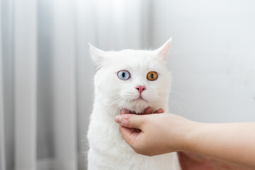 lovely white cat image with two color eyes at home
