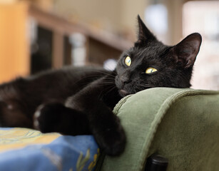 Black cat lying on table and chair