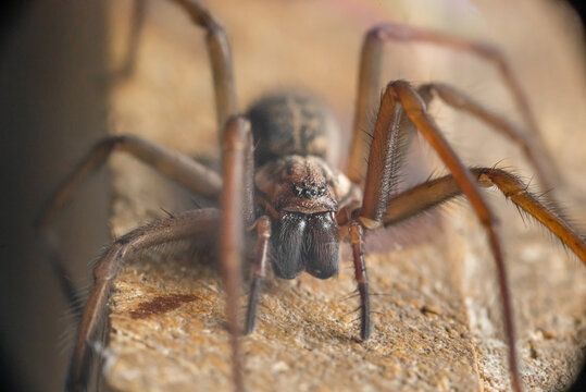 Female giant house spider eratigena atrica closeup