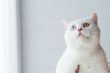 Fototapeta premium lovely white cat image with two color eyes at home