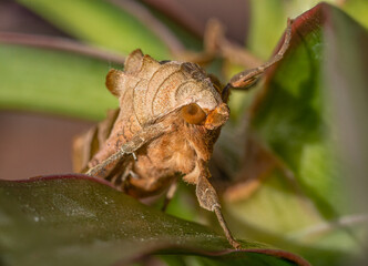 Moth on green plant leaves