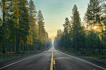 Countryside road through forest at sunrise