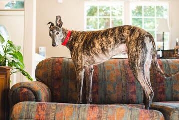 Greyhound dog standing on sofa